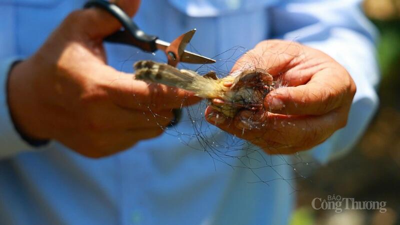 Đội chống săn bắt chim yến của Công ty Yến sào Khánh Hòa cố gắng giải cứu một con chim yến bị thương sau khi mắc bẫy