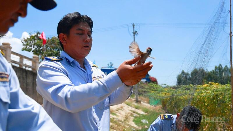 Một con chim yến may mắn sống sót, có thể tự bay sau khi được giải cứu