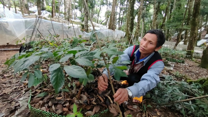 Đồng bào dân tộc thiểu số TP. Đà Nẵng phát triển cây dược liệu dưới tán rừng. Ảnh: Hạ Vĩ