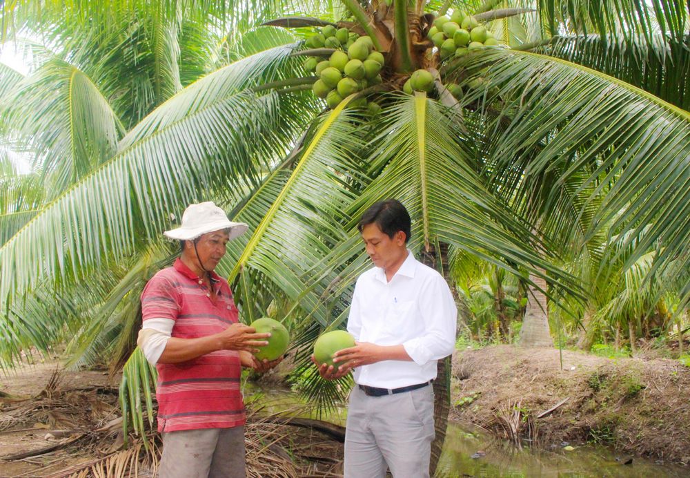Cần tập trung thực hiện đồng bộ các giải pháp để ngành dừa phát triển bền vững.