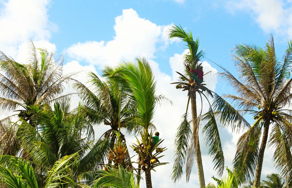 Ngành dừa đang đứng trước nhiều khó khăn thách thức về giá cả, dịch bệnh, biến đổi khí hậu…