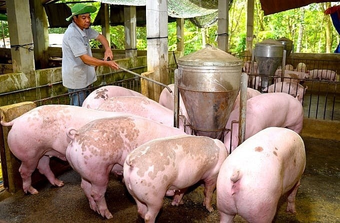 Giá heo hơi hôm nay 13/8/2025: Giảm giá ở cả 3 miền