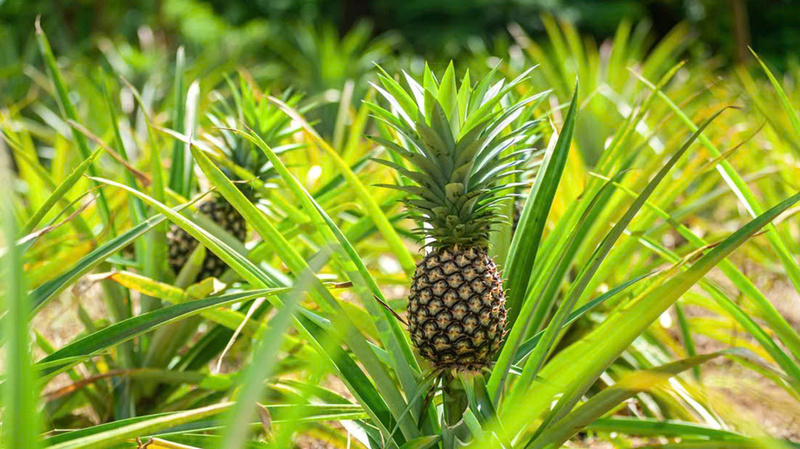 Cây dứa không chỉ mang lại quả ngọt, mà còn ươm mầm hy vọng và niềm tin vững chãi cho người dân vùng biên giới. Ảnh minh hoạ