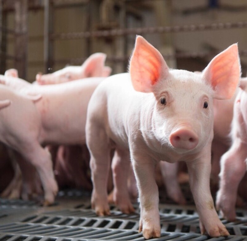Giá heo hơi hôm nay 15/8/2025: Tiếp đà giảm - 3