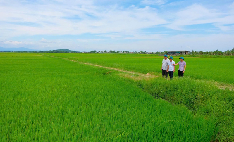 Cánh đồng lúa xanh mướt của Hợp tác xã dịch vụ nông nghiệp Đặng Xá. Ảnh: T.T