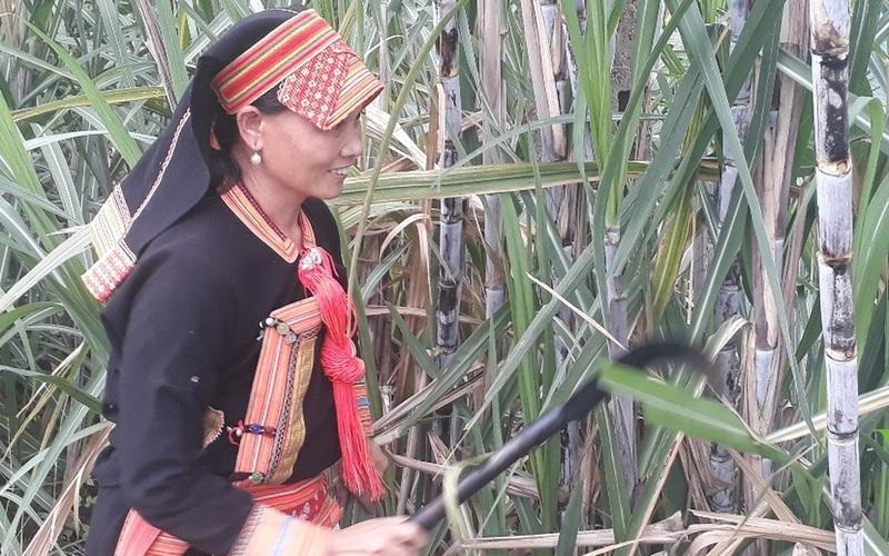 Mô hình trồng mía trên đất đồi, nương đã góp phần gúp bà con dân tộc thiểu số tỉnh Lai Châu phát triển kinh tế vươn lên thoát nghèo hiệu quả. Ảnh: Hoàng Thuỷ