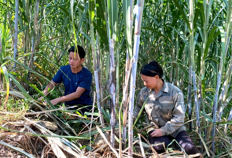 Người dân bản Nậm Cha (xã Nậm Tăm) chăm sóc cây mía. Ảnh: Văn Hới