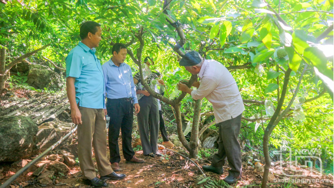 Mô hình trồng na rải vụ giúp người dân Thái Nguyên nâng cao giá trị sản phẩm. Ảnh: Báo Thái Nguyên