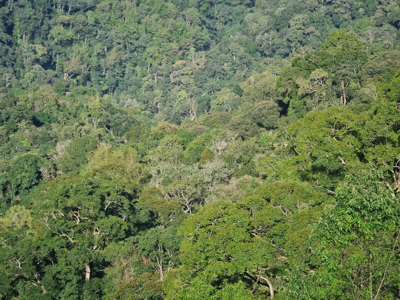 Chuỗi giá trị nông sản–chìa khóa nâng sinh kế đồng bào dân tộc Gia Lai - 1