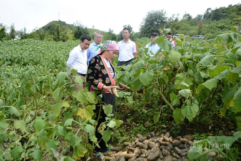 Cây khoai sâm ở Sìn Hồ (tỉnh Lai Châu) không chỉ là dược liệu quý hiếm mà còn trở thành sinh kế, giúp đồng bào miền núi thoát nghèo.