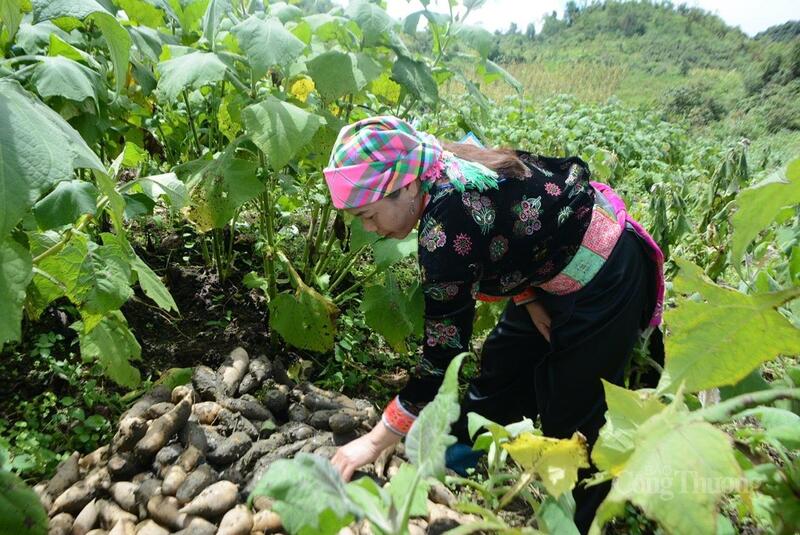 Khoai sâm Sìn Hồ được định hướng xây dựng thương hiệu, trở thành sản phẩm OCOP.