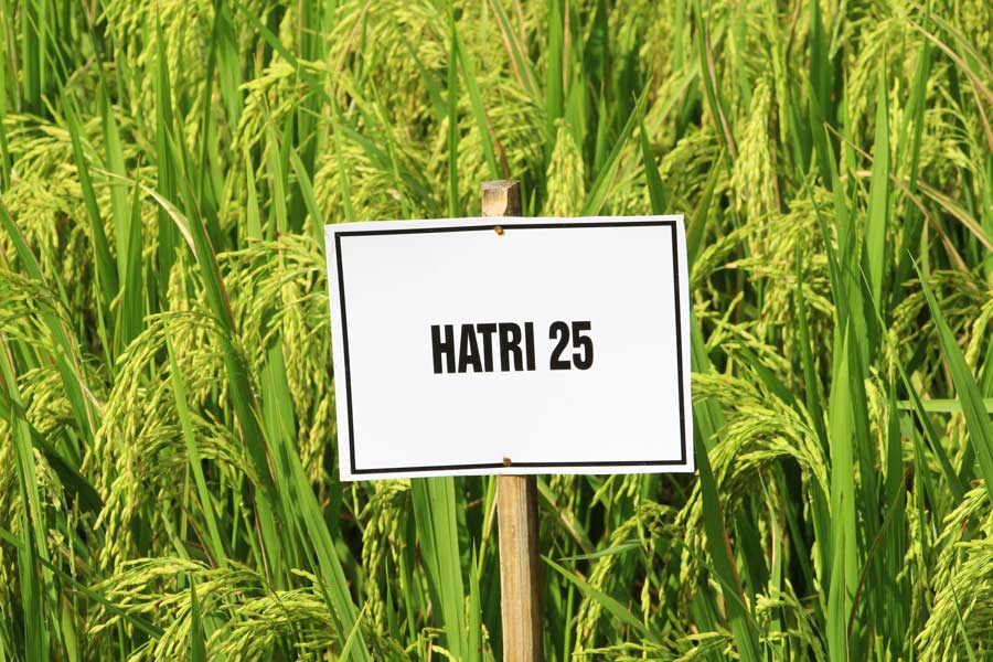 Nhiều giống lúa triển vọng, phù hợp với điều kiện sinh thái ĐBSCL.