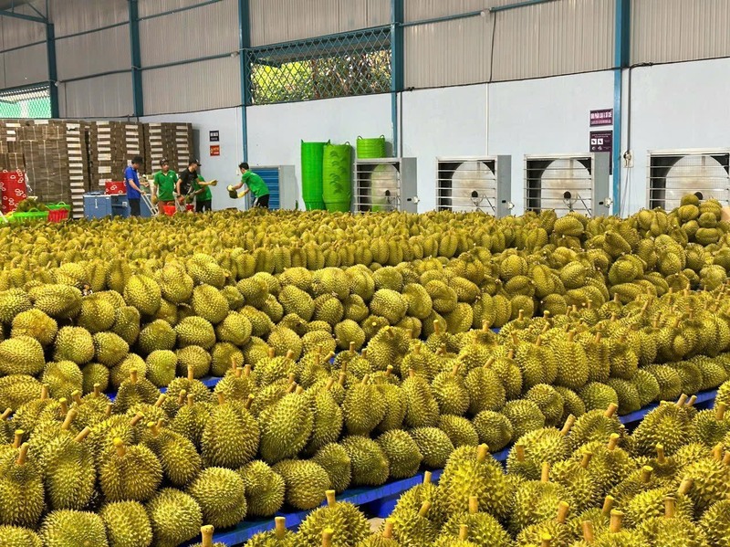 Ea Knuếc sau khi sáp nhập đa trở thành “thủ phủ sầu riêng” của tỉnh Đắk Lắk (Ảnh: TTXVN)