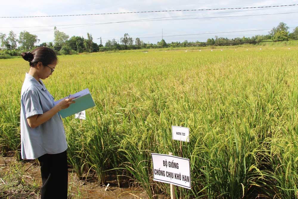 Ngành chức năng nỗ lực trong khảo nghiệm, tìm ra các giống lúa thích ứng tốt với biến đổi khí hậu.