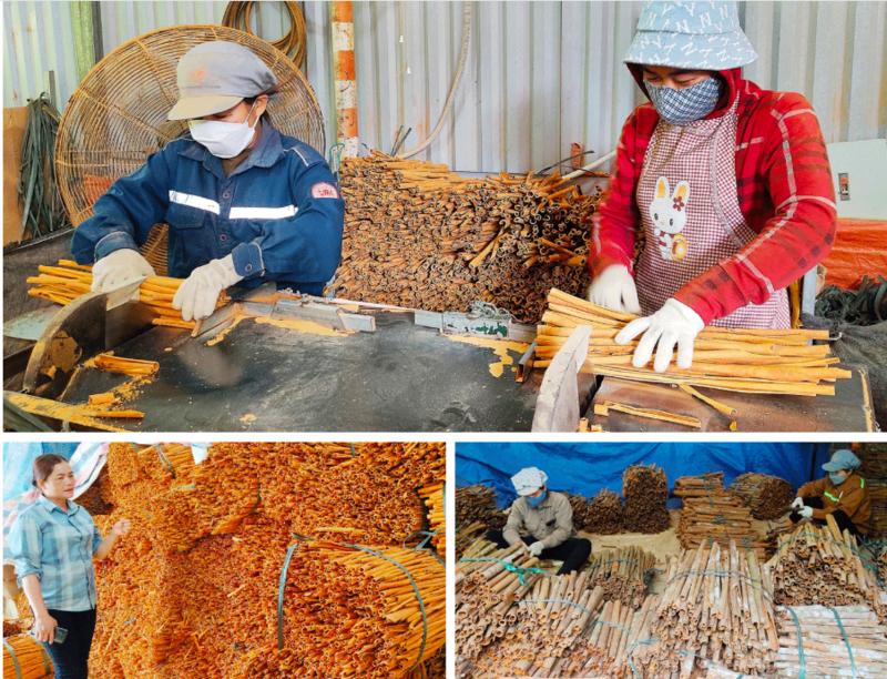 Quế hữu cơ được thu hoạch, chế biến theo quy trình. Ảnh minh hoạ