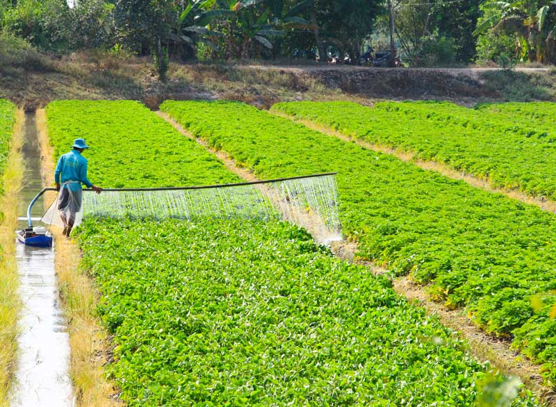Mã số vùng trồng không chỉ mở ra cơ hội xuất khẩu mà còn giúp nâng cao giá trị và hiệu quả của sản phẩm.