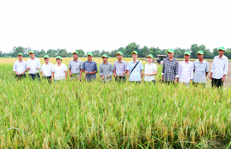 Đại biểu tham quan, đánh giá ruộng canh tác lúa giảm phát thải tại HTX Nông nghiệp Phước Hảo.