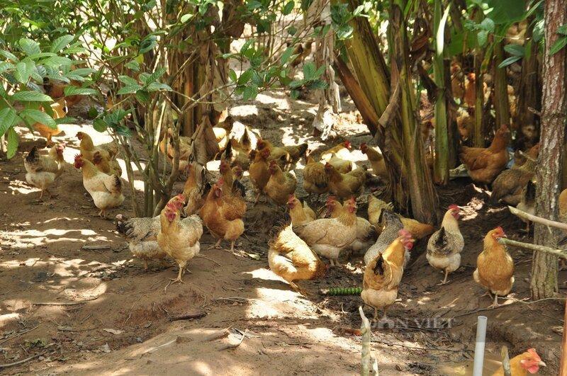 Những đàn gà thả tự nhiên đã trở thành “của để dành”, giúp nhiều gia đình vùng cao khấm khá hơn. Ảnh: Bùi My