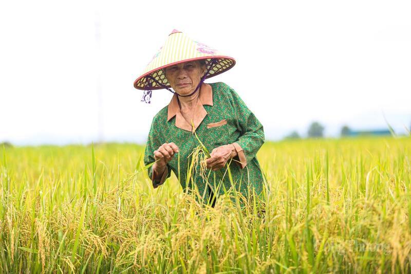 Dù hạt lúa mới chín non nhưng người dân đành ngậm ngùi mang về nhà