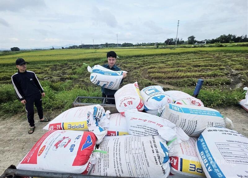 Lúa sau khi gặt nhanh chóng được đưa về nhà