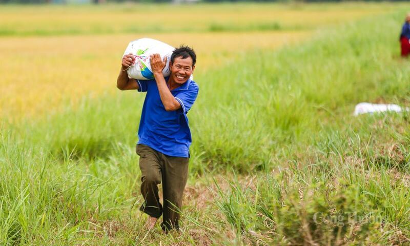 Công việc gặt lúa của bà con diễn ra hối hả trước khi bão đổ bộ