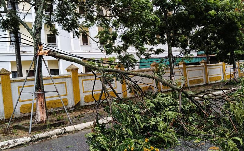 Cây cối gãy đổ trước khi bão số 5 vào đất liền. Ảnh: Trọng Tùng