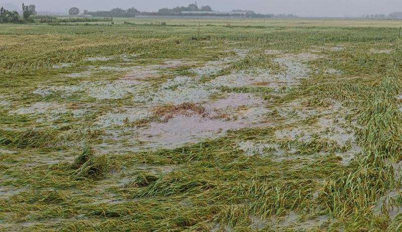 Những cánh đồng lúa bị gió quật ngã. Ảnh: Trọng Tùng