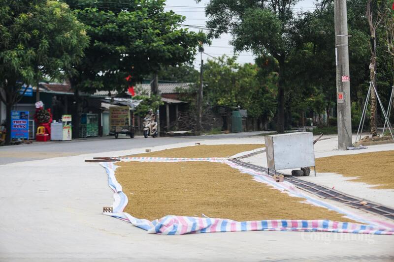 Bà con cũng tranh thủ chút nắng trước bão để phơi lúa