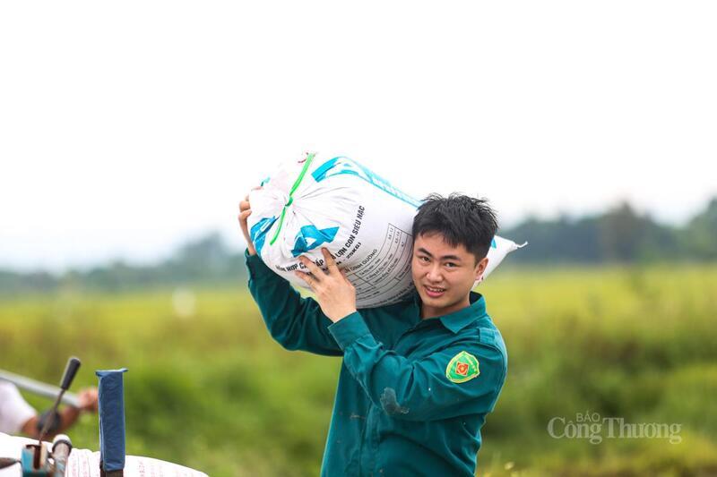 Người dân Hà Tĩnh hối hả gặt lúa chín non “chạy” bão số 5