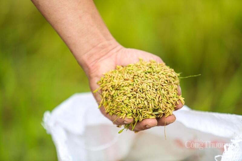 Việc gặt lúa khi chín non ảnh hưởng đến sản lượng và chất lượng của hạt lúa