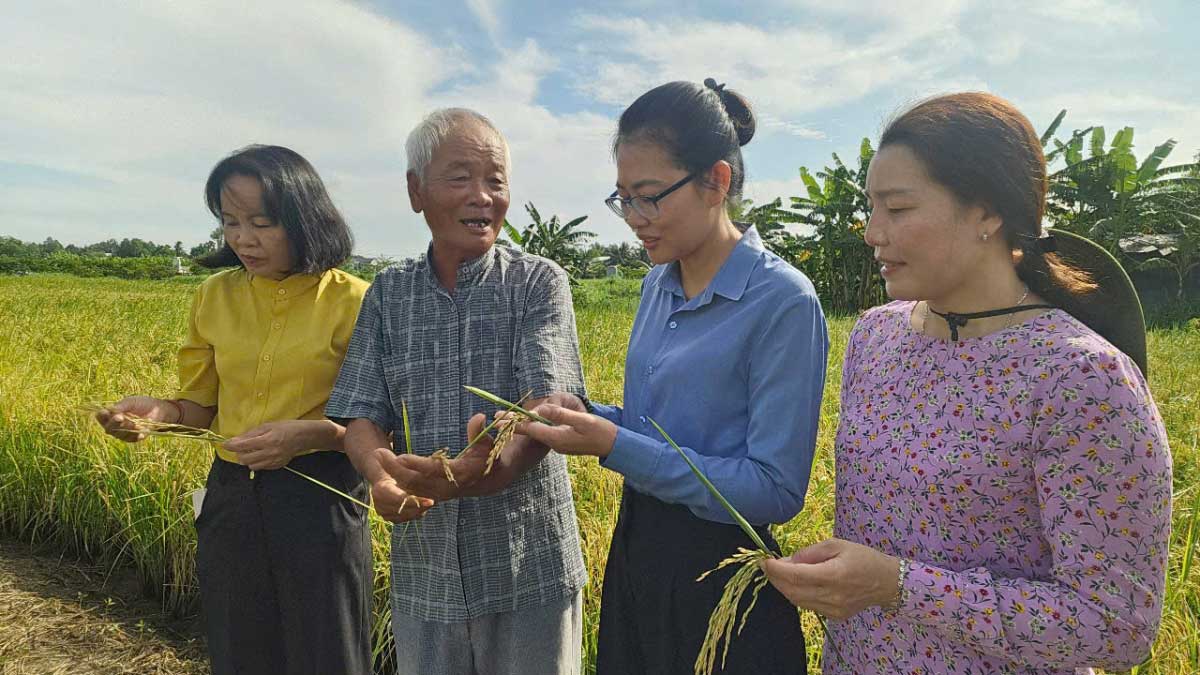Sau thời gian thử nghiệm trồng lúa ST25 hữu cơ hiệu quả, đông đảo người dân địa phương hưởng ứng tham gia. Ảnh: Nguyễn Quang