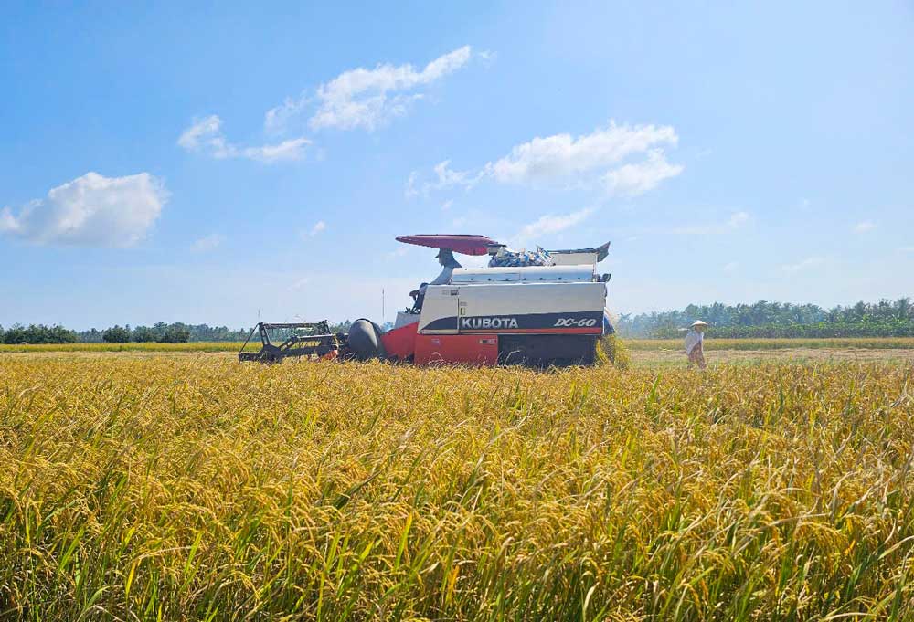 Đề án 1 triệu hecta lúa chất lượng cao đã dần thay đổi tư duy sản xuất của nông dân, đem lại hiệu quả kinh tế rõ rệt.