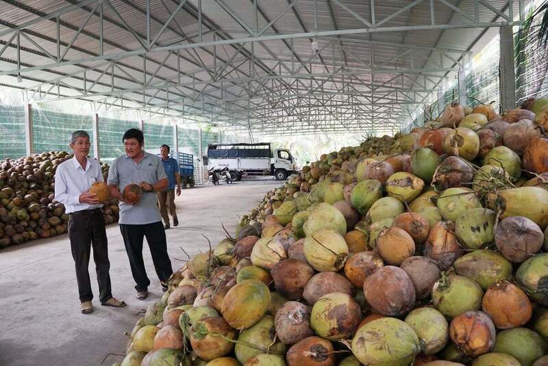 Xuất khẩu dừa năm 2025 dự kiến thu về trên 1,1 tỷ USD. Ảnh: Thủy Nguyễn