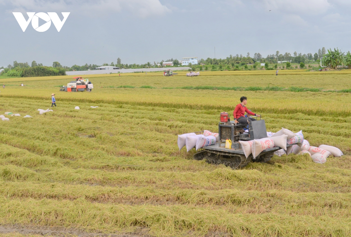 Năm 2023, gạo Việt lần đầu dẫn đầu thế giới về giá