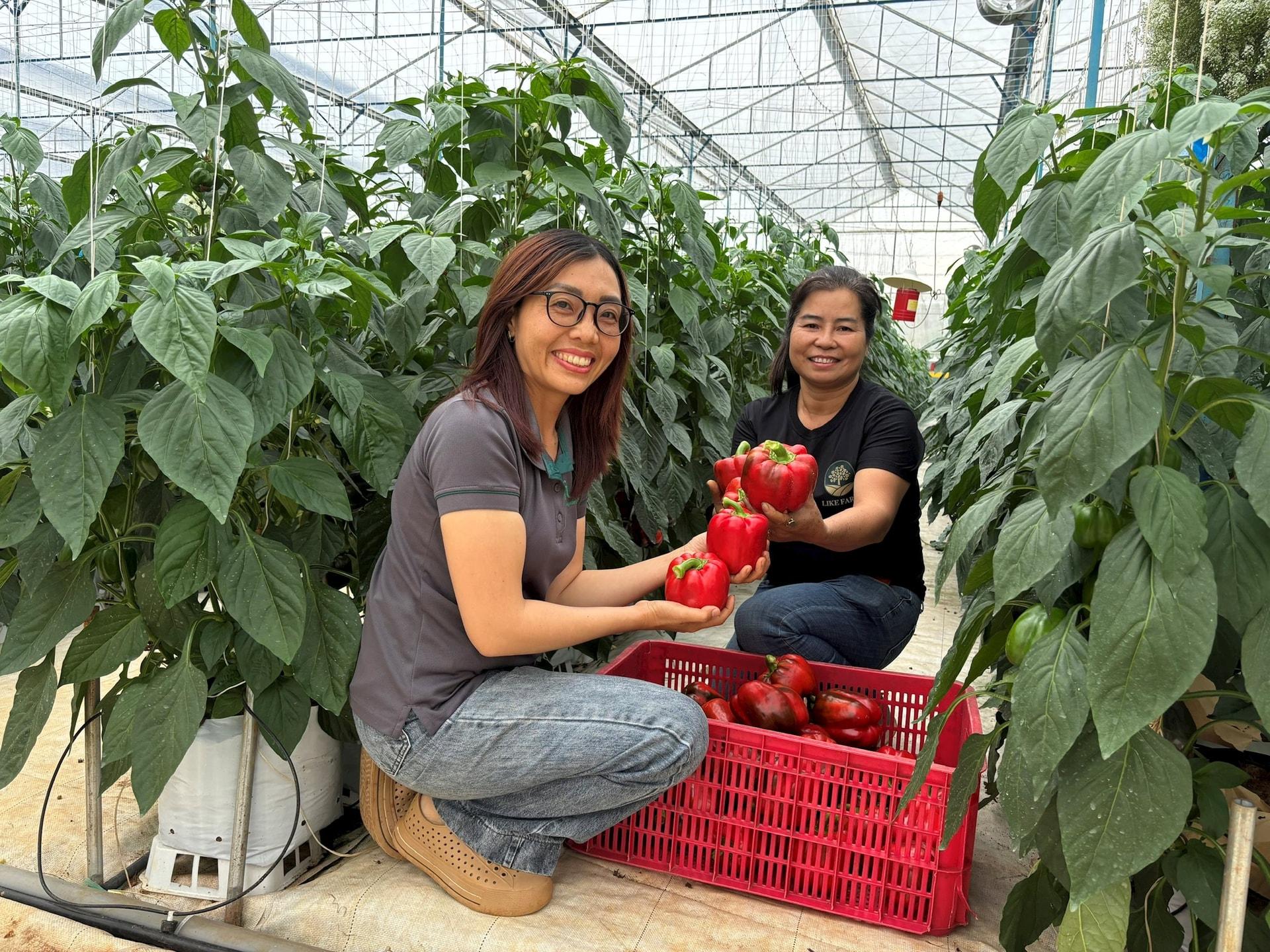 Những trái ớt chuông xuất Nhật của HTX