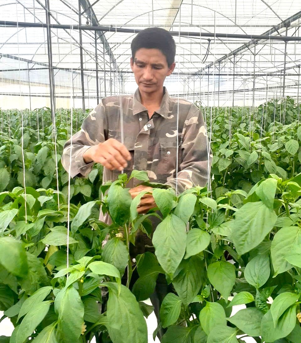 Nông hộ Đinh Văn Minh, xã Đinh Văn Lâm Hà nhận định trồng ớt chuông cung cấp dinh dưỡng phân bón lá cân đối đã cho trái đồng đều, tiêu thụ nhanh