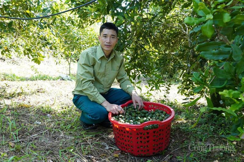 Hiện sản phẩm hạt mắc ca của Hợp tác xã Thành Phát đã được công nhận OCOP 3 sao, sắp tới sẽ được định hướng nâng lên thành 4 sao