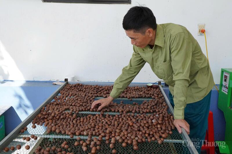 Các sản phẩm mắc ca của Hợp tác xã Thành Phát được đánh giá là an toàn, đảm bảo chất lượng