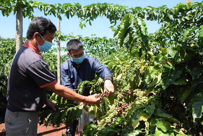 Cà phê là sản phẩm quan trọng của đồng bào dân tộc thiểu số Gia Lai (Ảnh: Vĩnh Hiệp)