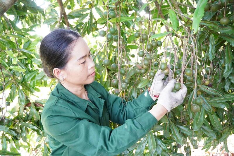 Vượt qua nhiều khó khăn, thử thách, những hạt mắc ca đầu tiên đã nhen nhóm hy vọng làm giàu cho vợ chồng anh Học, chị Thu