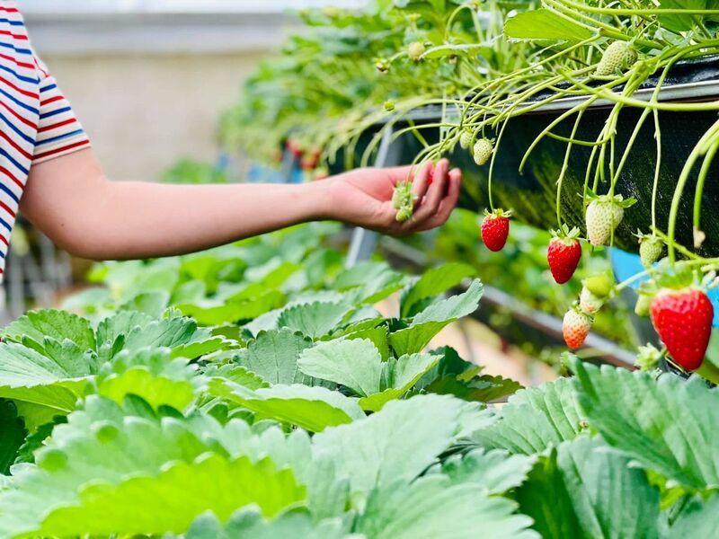 Du lịch vườn dâu là một trải nghiệm thú vị khi đến Đà Lạt (Ảnh minh hoạ)