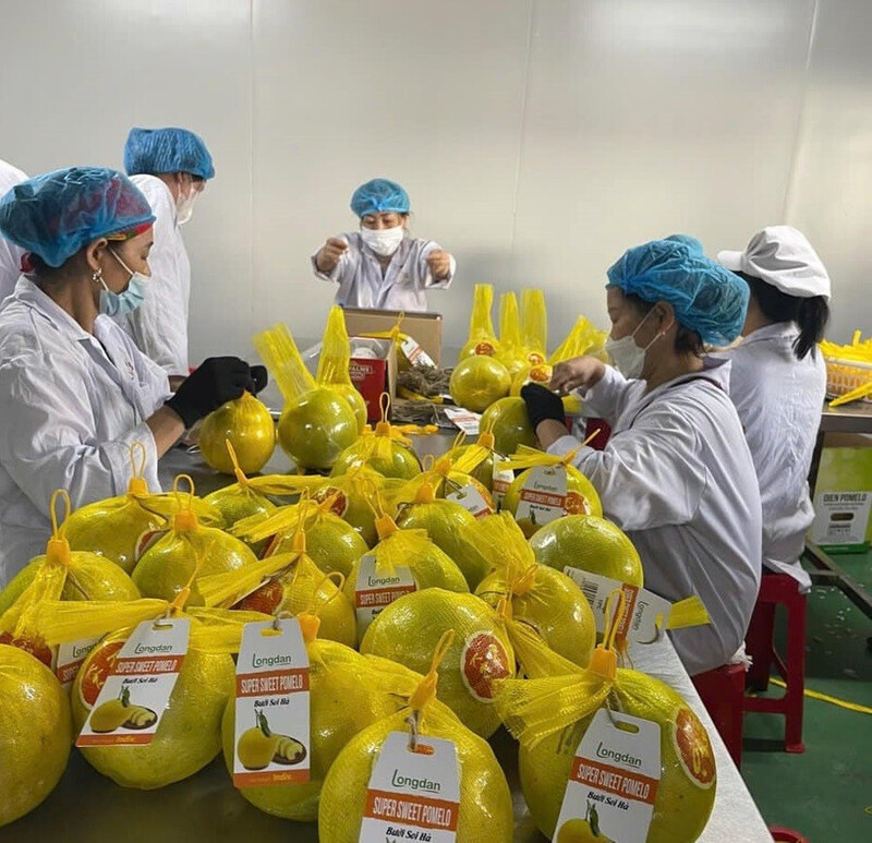 Bưởi Soi Hà đạt chất lượng được đóng gói xuất khẩu sang châu Âu. Ảnh: Sơn Minh