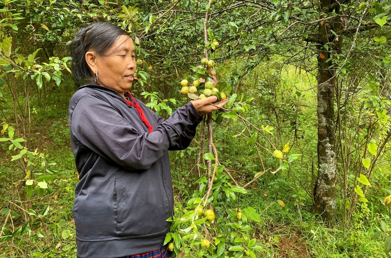 Quả sơn tra đến mùa thu hoạch nhưng gia đình bà Phàn Thị Trắng (bản Tù Cù Phìn) không có thị trường tiêu thụ. Ảnh: Văn Hới