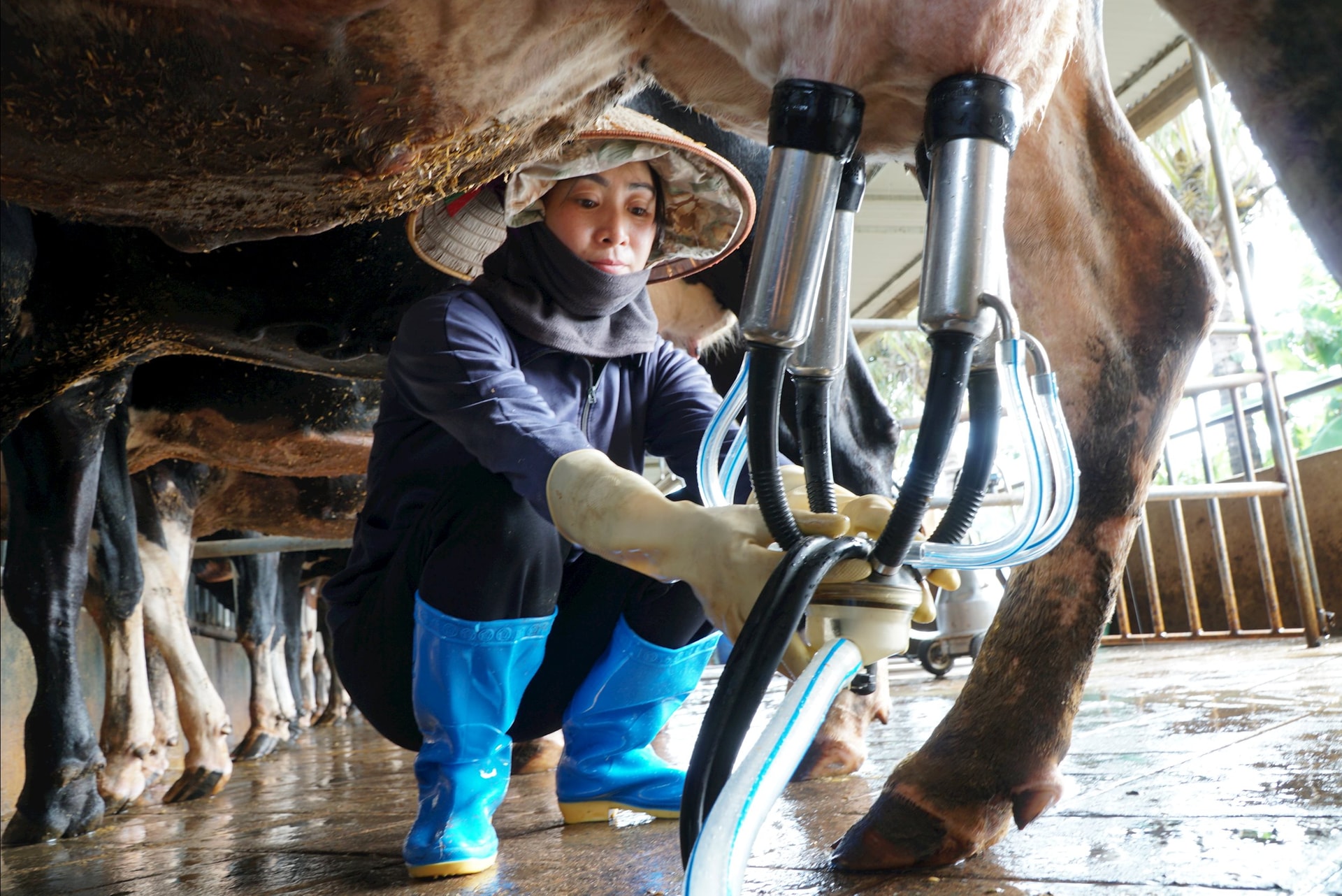 Nhờ ký hợp đồng bao tiêu với doanh nghiệp, mỗi năm gia đình ông Tâm bán sữa bò thu về khoảng 500 triệu đồng lợi nhuận.