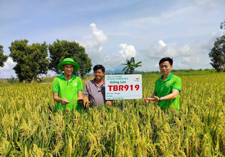 Nhiều giống lúa của Công ty cổ phần Tập đoàn ThaiBinh Seed được nông dân sử dụng rộng rãi trên cả nước. (Ảnh LINH VŨ)