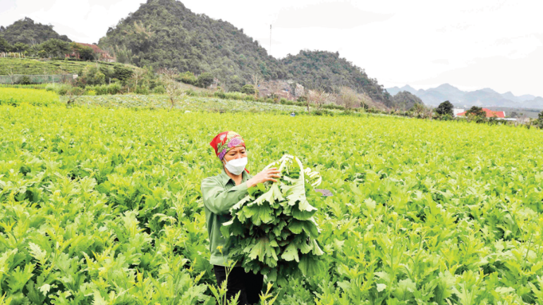 Sản xuất rau an toàn theo quy trình VietGAP tại HTX 19-5 (tỉnh Sơn La). (Ảnh TTXVN)