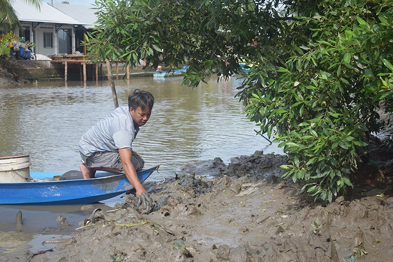 Anh Trần Văn Hận (45 tuổi), ngụ ấp Xẻo Lá A, xã Tân Thạnh đang tìm hang ba khía. Ảnh nhỏ: Sau khi tìm được hang ba khía, anh Trần Văn Hận lấy dầm chắn miệng hang, chỉ vài giây sau, một con ba khía ngóc đầu lên. Ảnh: TÚ LY