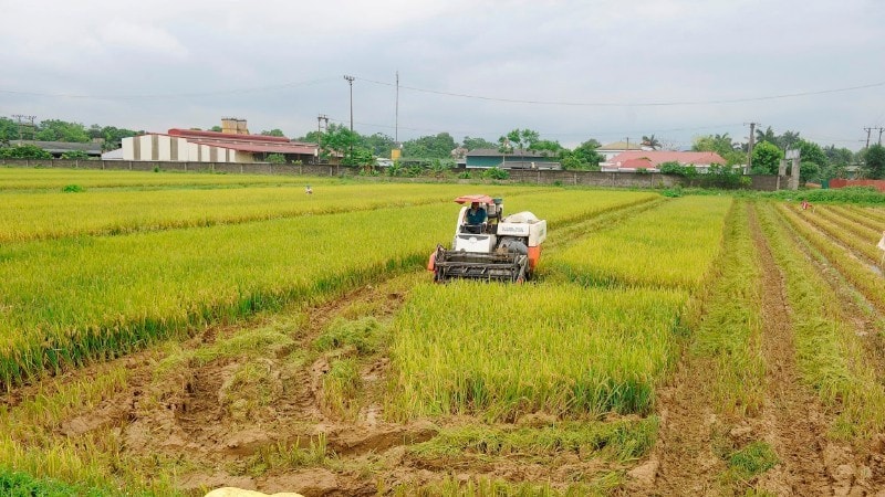 Thu hoạch lúa tại xã Mỹ Xuyên, thành phố Hà Nội. (Ảnh ĐĂNG KHOA)