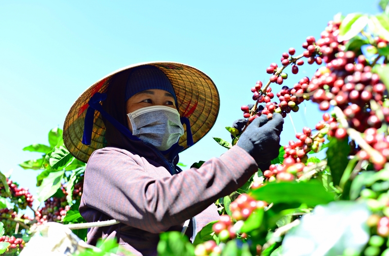 Cà phê Di Linh là một sản phẩm không chỉ của nông nghiệp mà còn là giá trị văn hóa, lịch sử của vùng đất
