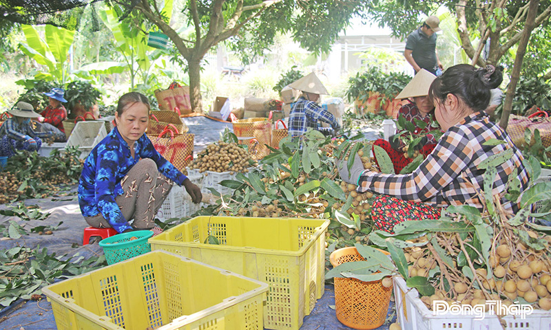 Nông dân Hợp tác xã Nông sản an toàn An Hòa ứng dụng nông nghiệp hữu cơ trong canh tác nhãn, góp phần nâng cao thu nhập.